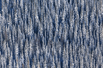 Winter forest from high point of view