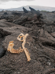 Iguana Skeleton