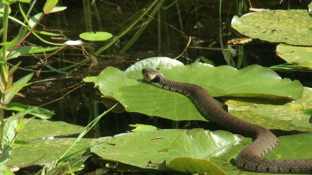 European grass snake or ringed snake (natrix natrix) moves slowly over aquatic plants in pond - medium shot
