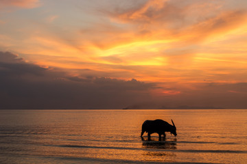 Sunset over sea on a tropical island and staying buffalo