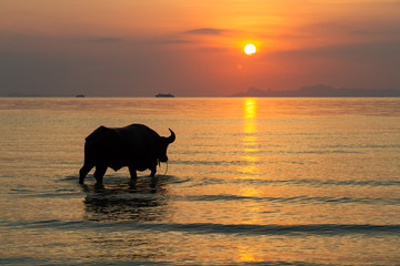 Sunset over sea on a tropical island and staying buffalo