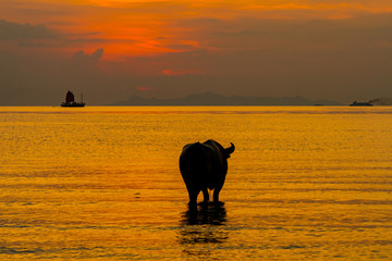 Sunset over sea on a tropical island and staying buffalo