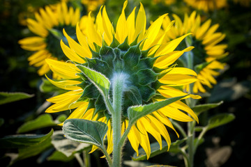 close up rear view of blooming sunflowers in plantation field