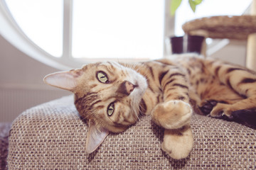 Verschmuste Bengalkatze auf der Couch Hauskatze