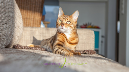 Bengalkatze auf der Couch