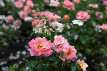 Pink rose on a garden