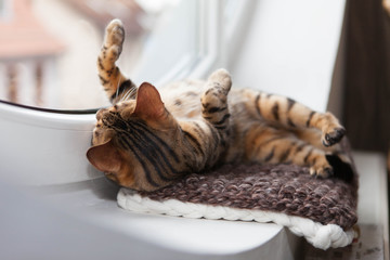 Bengalkatze auf Fensterbank