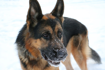 Собака немецкая овчарка с мордой в снегу в зимний день