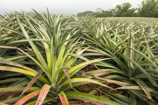 Pineapple farm