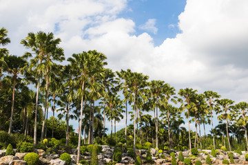 Naklejka premium Palm trees and clouds.