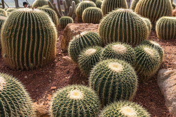 Giant cactus