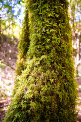 Naklejka premium moss on tree