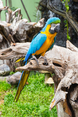 blue and yellow macaw bird standing on log
