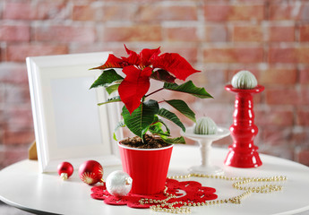 Modern room interior with Christmas flower poinsettia