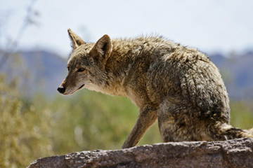 Naklejka na ściany i meble desert coyote under the sun