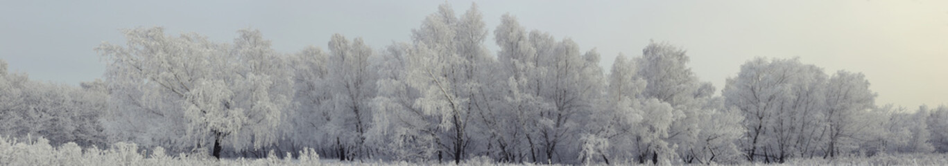 the birch trees under morning snow panorama