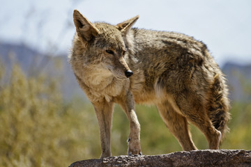 Naklejka na ściany i meble desert coyote