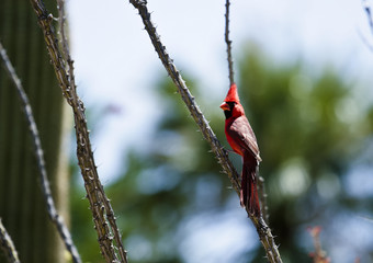 cardinal in the branch