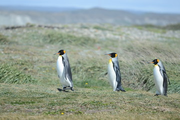 King penguins on the Bay of Inutil.