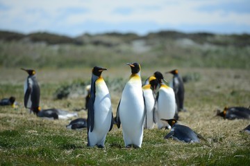 Fototapeta premium King penguins on the Bay of Inutil.