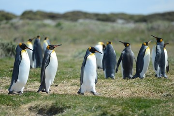 King penguins on the Bay of Inutil.