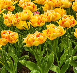 Obraz premium tulip yellow flowers, park Keukenhof, garden, Holland, Netherlan