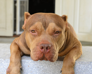 Obraz premium Pit Bull Dog