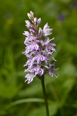Dactylorhiza fuchsii - Common spotted orchid