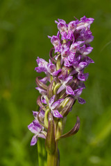 Purple  Early Marsh - orchid blossom, Dactylorhiza incarnata