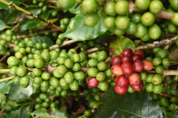 Coffee beans ripening on a tree.