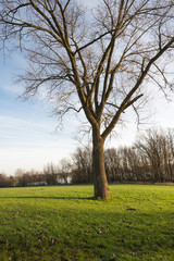 Bare tree in a green grass field