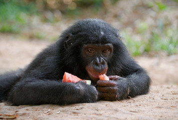 Baby of Bonobo eating watermelon. Democratic Republic of Congo. Lola Ya BONOBO National Park. An excellent illustration.