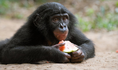 Baby of Bonobo eating watermelon. Democratic Republic of Congo. Lola Ya BONOBO National Park. An...