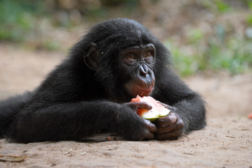 Baby of Bonobo eating watermelon. Democratic Republic of Congo. Lola Ya BONOBO National Park. An excellent illustration.