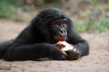 Obraz premium Baby of Bonobo eating watermelon. Democratic Republic of Congo. Lola Ya BONOBO National Park. An excellent illustration.