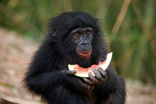 Baby of Bonobo eating watermelon. Democratic Republic of Congo. Lola Ya BONOBO National Park. An excellent illustration.