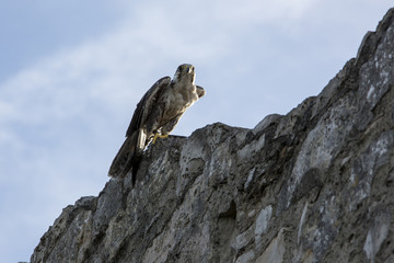 Falke