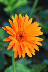 Gerbera,flowers