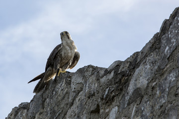 Falke