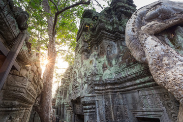 Ta Prohm temple in Siem reap , Cambodia