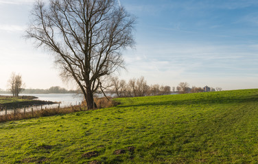 Bare tree beside a Dutch river