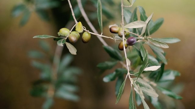 Green olives on tree branch, closeup