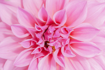 Fototapeta premium pink Dahlias