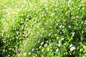 Gypsophila small flower