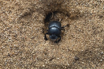 two Dungbeetles , Sardinia, Italy