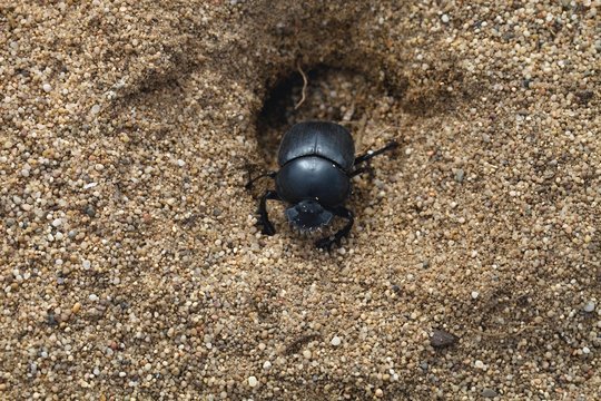 two Dungbeetles , Sardinia, Italy