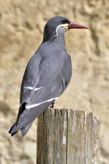 Inca tern perched on wood post