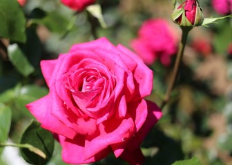 鮮やかな薔薇の花弁