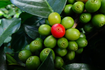 Green coffee beans on stem.