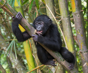 Bonobo on a tree. Democratic Republic of Congo. Lola Ya BONOBO National Park. An excellent illustration.